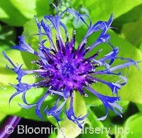 Centaurea montana 'Gold Bullion'